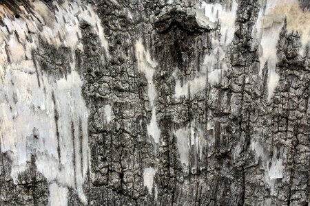 Bark birch bark background photo