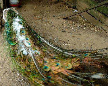Hillview Farms peacock