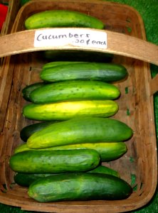Hillview Farms cucumbers