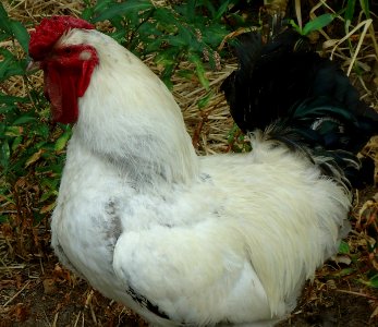 Hillview Farms rooster photo