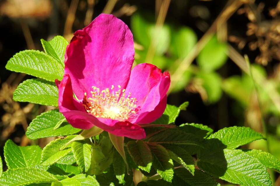 Blossom bloom bush