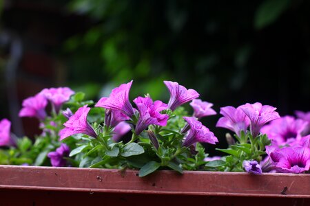 Sunshine plant green