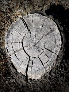 Lena cross-section wood