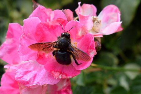 Pink flower carpenter bee