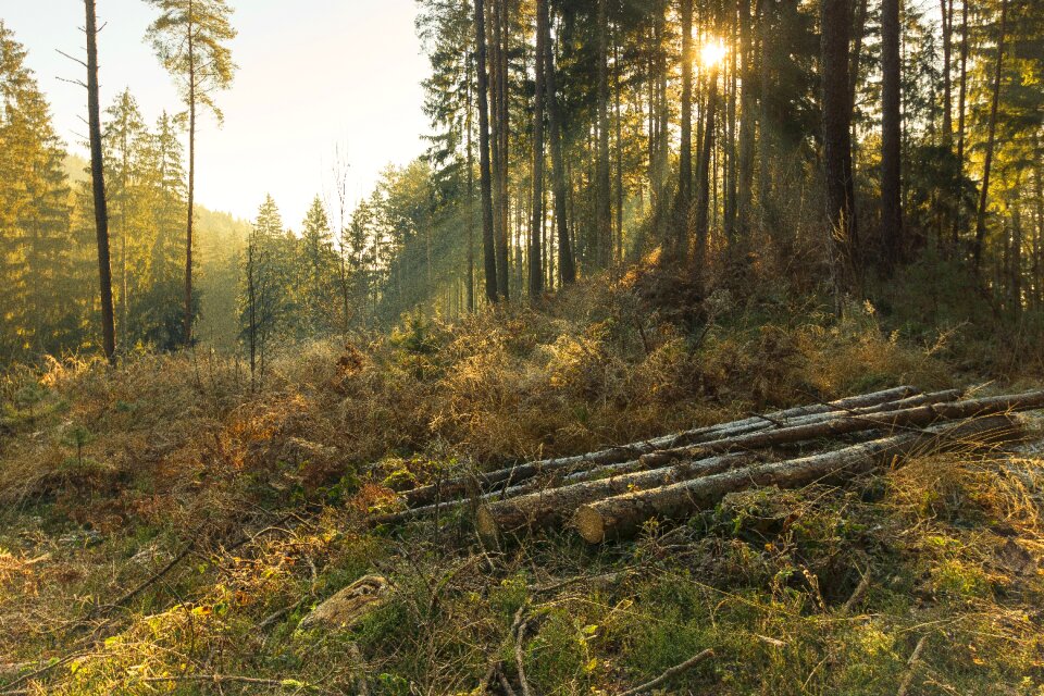 Wood autumn landscape