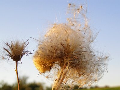 Dry sky meadow