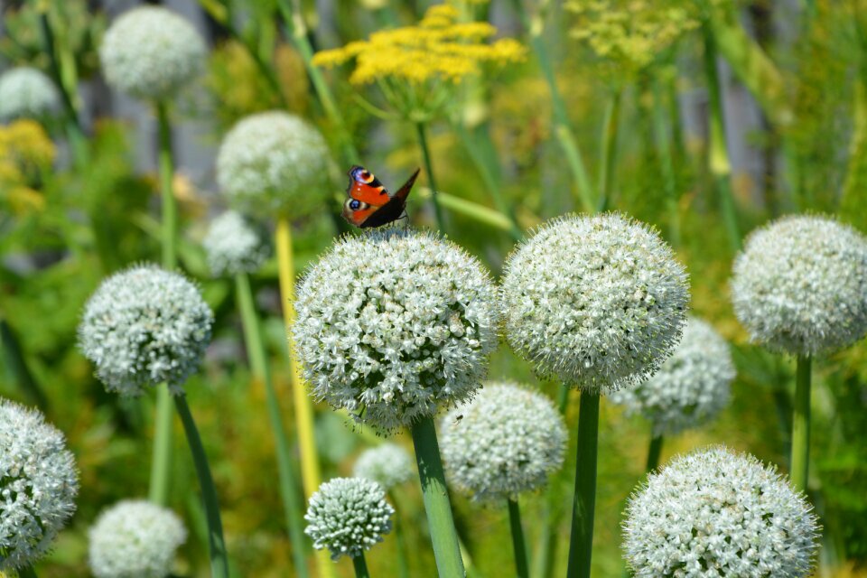 Nature insect summer