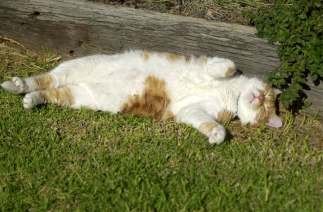 Adorable resting relax