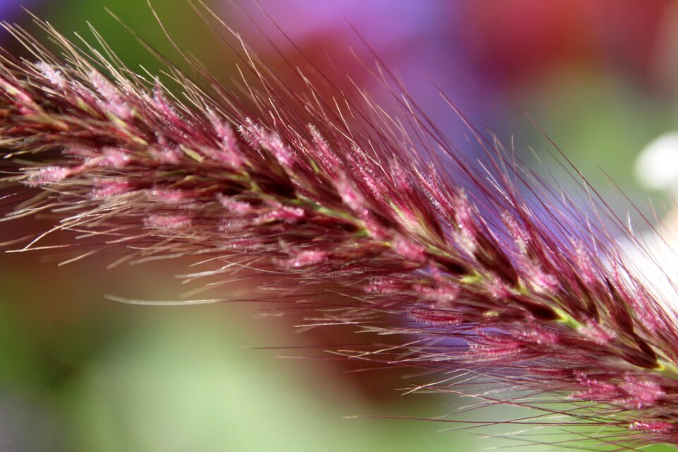 Grass ear plant