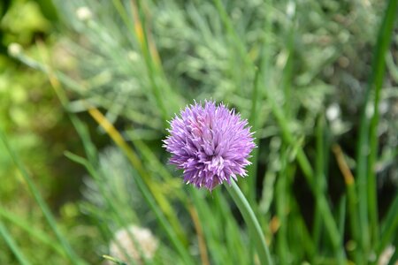 Nature purple flowers garden