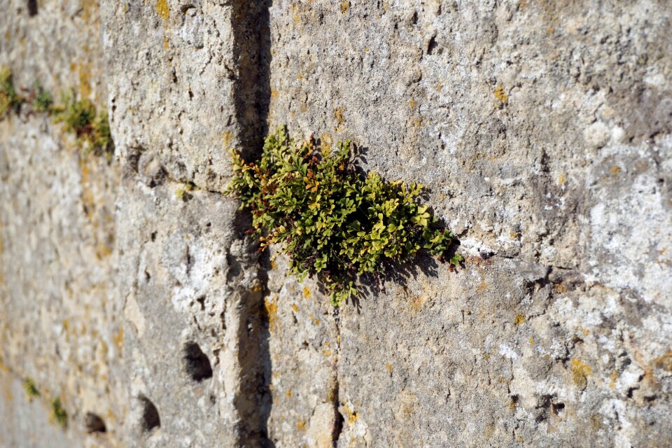 Fouling green grow