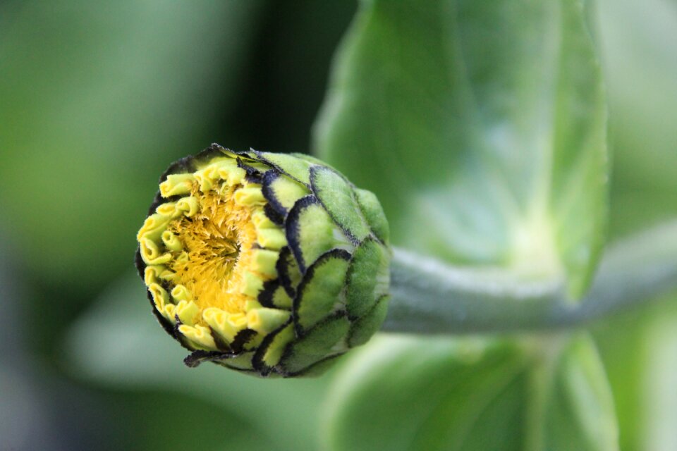 Plant bud flower bud