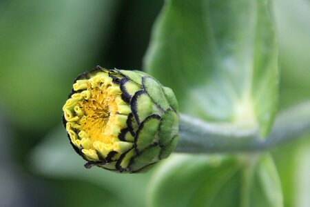Plant bud flower bud