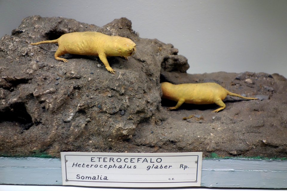 Heterocephalus glaber - Museo Civico di Storia Naturale Giacomo Doria - Genoa, Italy - DSC02834