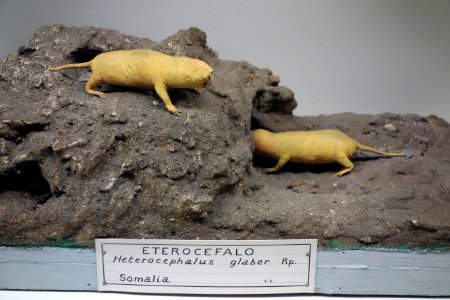Heterocephalus glaber - Museo Civico di Storia Naturale Giacomo Doria - Genoa, Italy - DSC02834