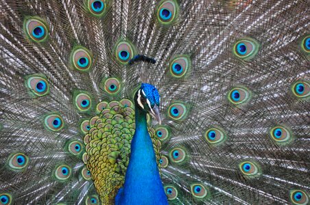 Peacock birds iridescent