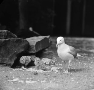 Het zilvermeeuwechtpaar heeft drie jongen in Artis, Bestanddeelnr 914-1345