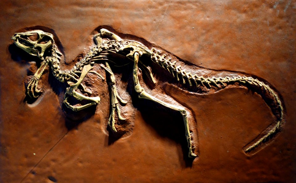 Heterodontosaurus tucki cast - University of California Museum of Paleontology - Berkeley, CA - DSC04696