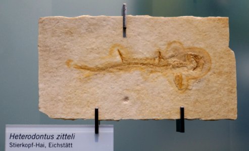 Heterodontus zitteli - Museum fur Naturkunde, Berlin - DSC00035