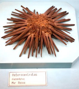 Heterocentrotus mamillatus - Museo Civico di Storia Naturale Giacomo Doria - Genoa, Italy - DSC03202