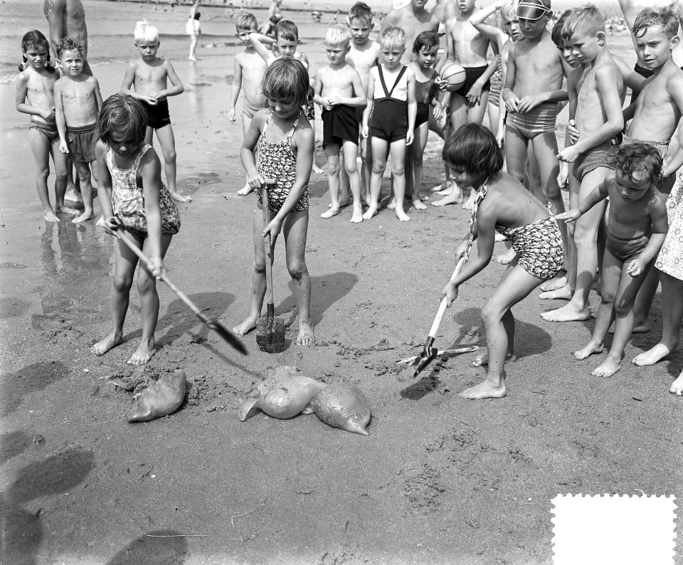 Hete dag aan het strand van Scheveningen. Gevonden kwallen, Bestanddeelnr 905-8775