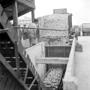 Het lossen van vrachtwagens met citrusfruit bij de citrussapfabriek Assis aan de, Bestanddeelnr 255-1247