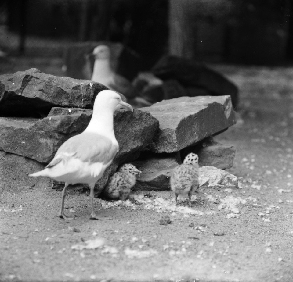 Het zilvermeeuwechtpaar heeft drie jongen in Artis, Bestanddeelnr 914-1347