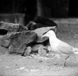 Het zilvermeeuwechtpaar heeft drie jongen in Artis, Bestanddeelnr 914-1346