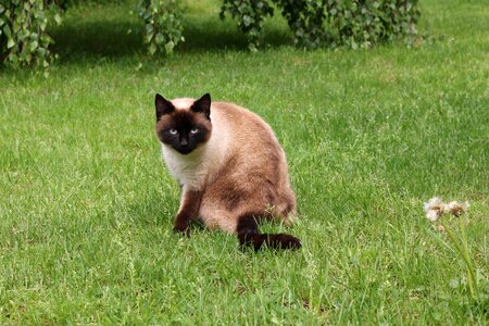 Siamese domestic animal animals