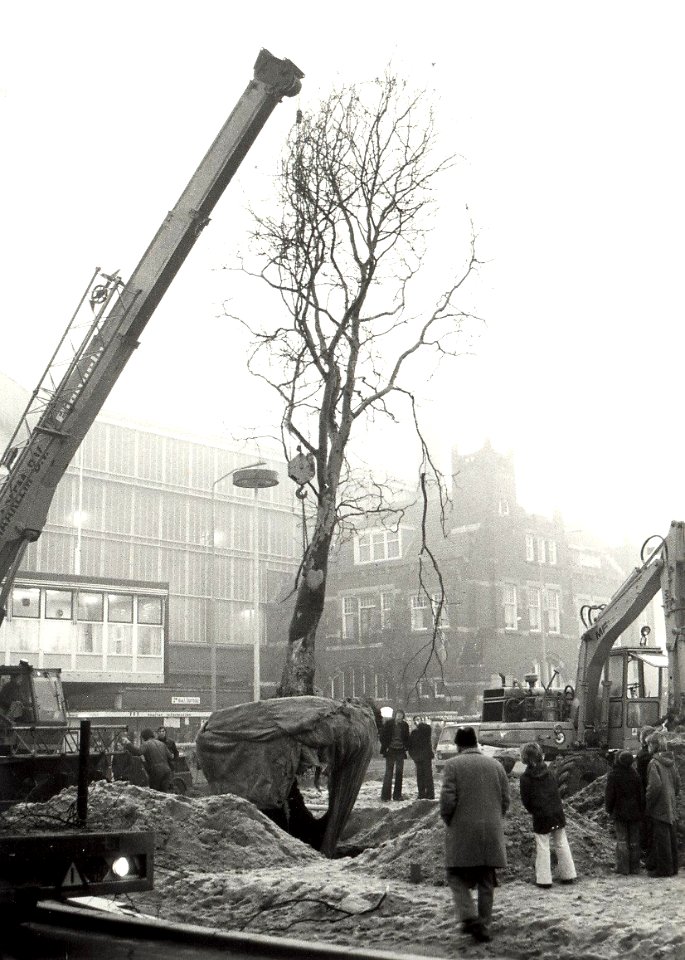 Het plaatsen van een Plataan. Aangekocht in 1977 van United Photos de Boer bv. - Negatiefnummer 15193 K 6, NL-HlmNHA 54004842