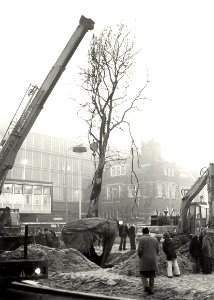 Het plaatsen van een Plataan. Aangekocht in 1977 van United Photos de Boer bv. - Negatiefnummer 15193 K 6, NL-HlmNHA 54004842