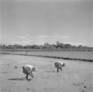 Het planten van rijstplantjes op de sawah, Bestanddeelnr 255-6677