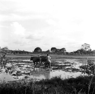 Het ploegen van rijstvelden bij Uitkijk in Suriname, Bestanddeelnr 252-6425