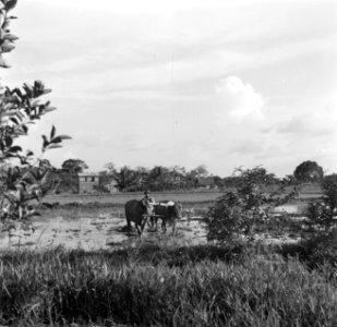 Het ploegen van rijstvelden bij Uitkijk in Suriname, Bestanddeelnr 252-6424