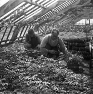 Het Westland. Tomatenplanten, gereed om uitgeplant te worden. Deze worden in bak, Bestanddeelnr 901-7726