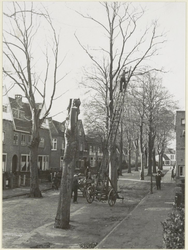 Het rooien van de bomen. NL-HlmNHA 54004705