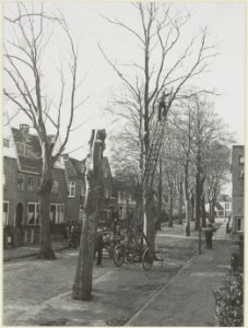Het rooien van de bomen. NL-HlmNHA 54004705