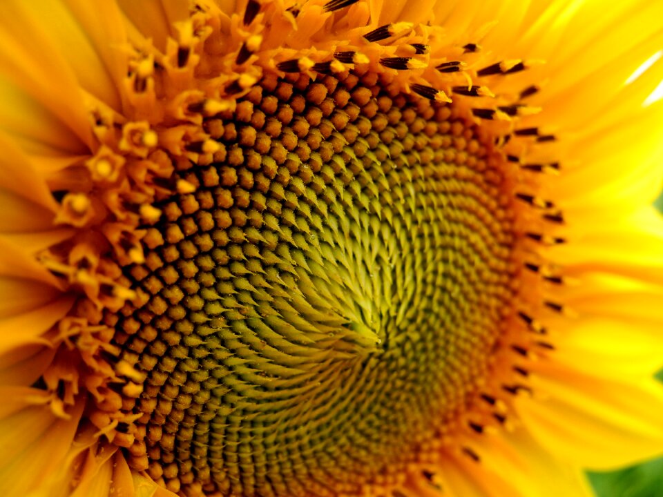 Flower flower of sunflower yellow