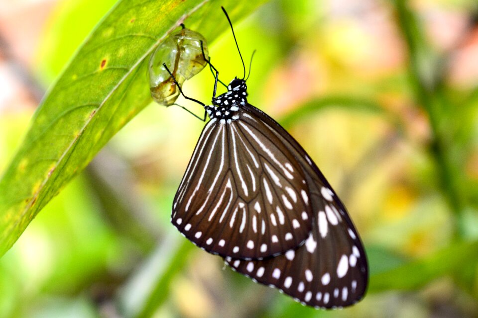 Cocoon natural animal