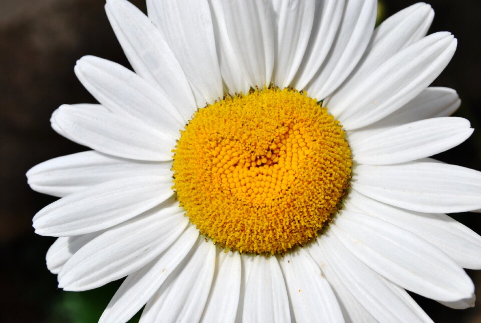 Margaret nature white flower