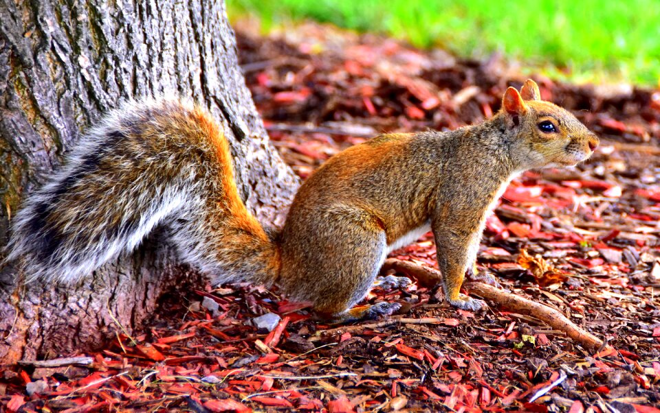Canada nature animals