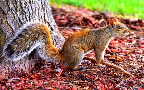 Canada nature animals
