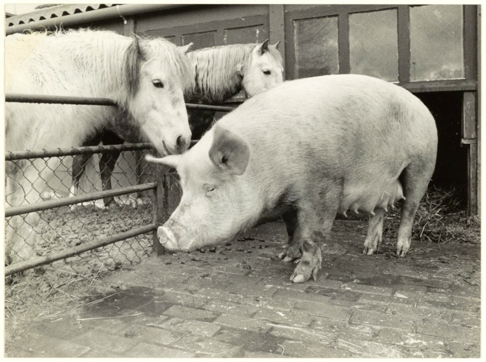 Het zwangere varken Rita van de kinderboerderij aan de Zuid Schalkwijkerweg