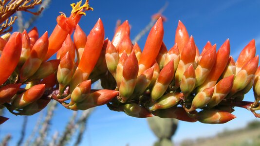 Tucson arizona sonoran desert photo