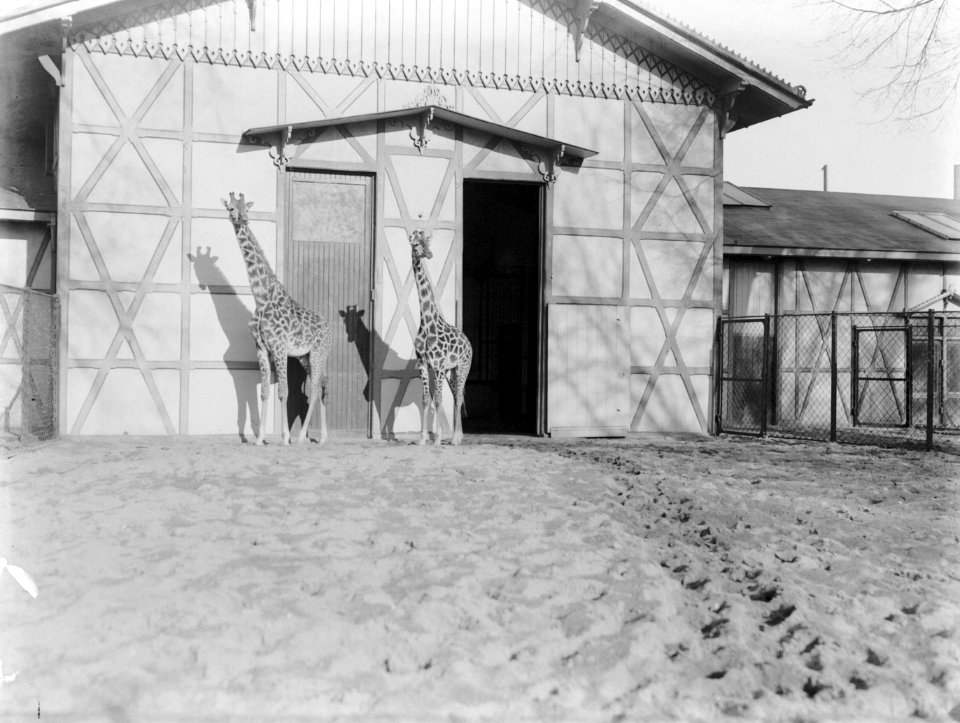 Het giraffenverbljif in Artis, Bestanddeelnr 189-0120