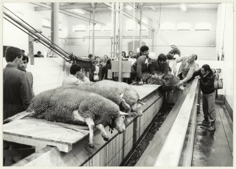 Het ritueel slachten van schapen in het slachthuis. NL-HlmNHA 54013106
