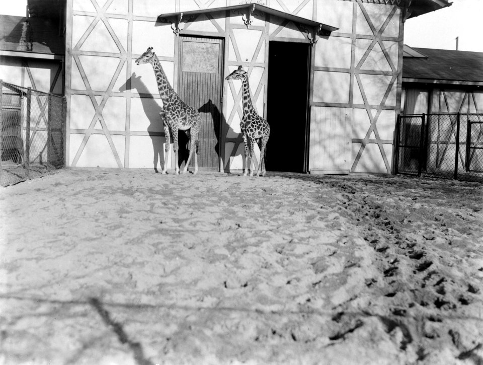 Het giraffenverblijf in Artis, Bestanddeelnr 189-0124