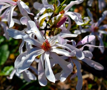 Magnoliaceae blossom bloom photo
