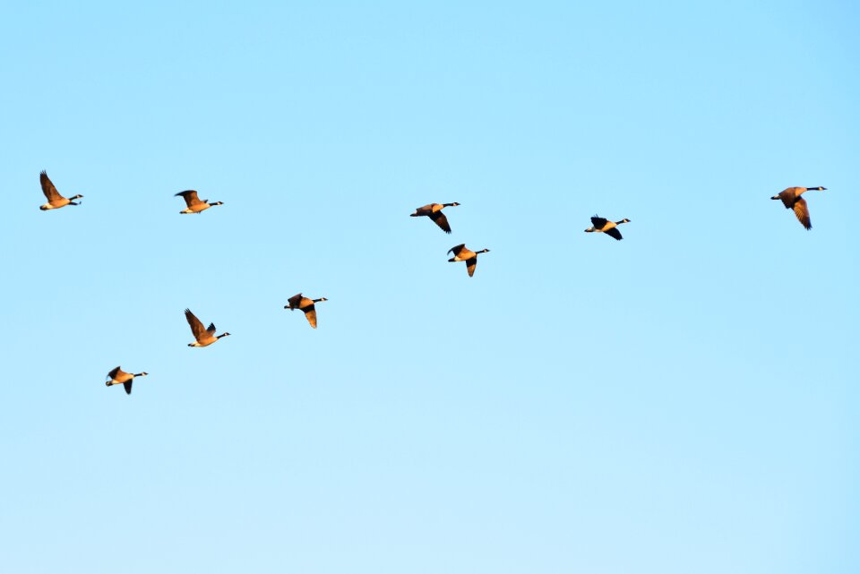 Fly birds air