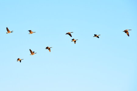 Fly birds air photo